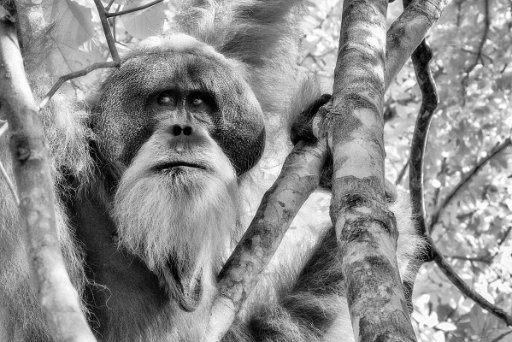 DSC_7860_bw