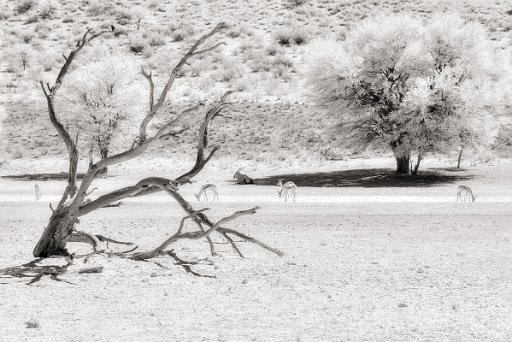 DSC_9192 Kgalagadi - Sudafrica
