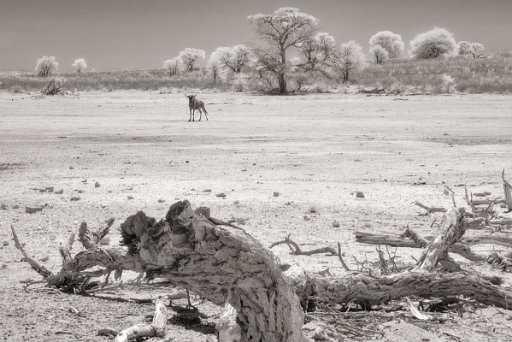 DSC_9317 Kgalagadi - Sudafrica