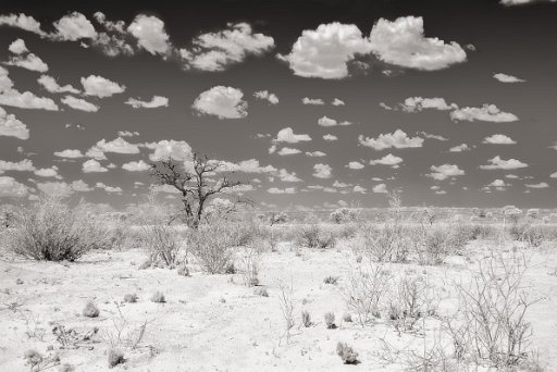 DSC_9374 Kgalagadi - Sudafrica