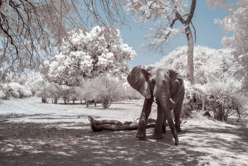 DSC_7124 Mana Pools - Zimbabwe
