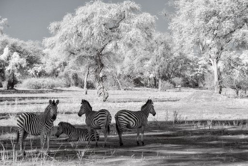DSC_7531_bw Mana Pools - Zimbabwe