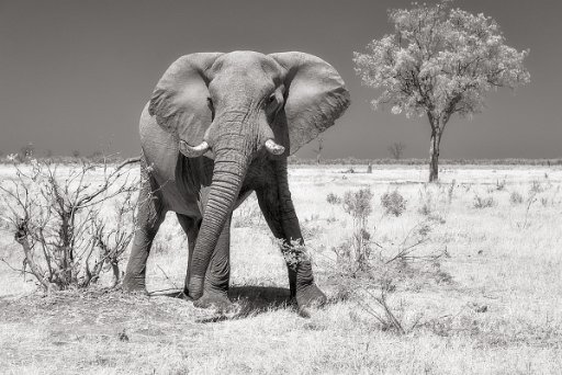 DSC_8211_1 Savuti - Botswana
