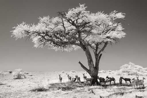 DSC_8218 Savuti - Botswana