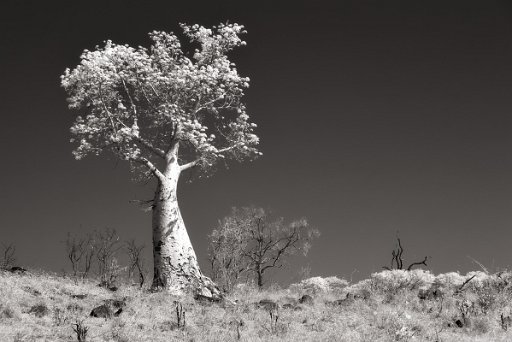 DSC_8231 Savuti - Botswana