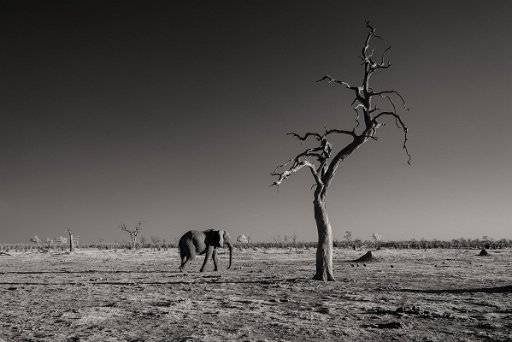 DSC_8275 Savuti - Botswana