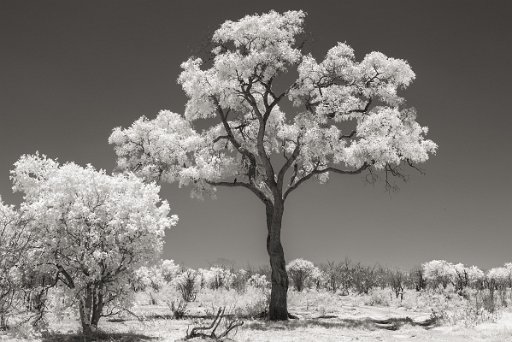 DSC_8285 Savuti - Botswana
