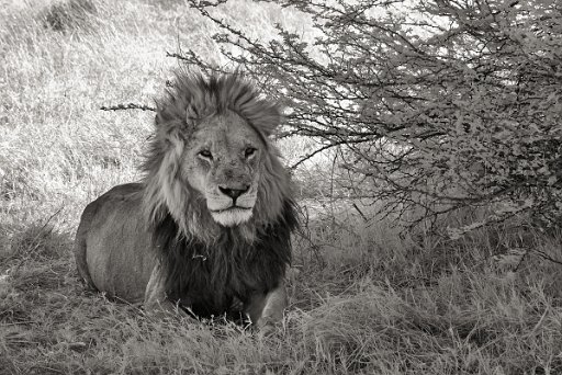 DSC_8358_1 Savuti - Botswana