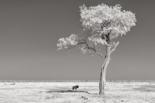 DSC_8535 Savuti - Botswana