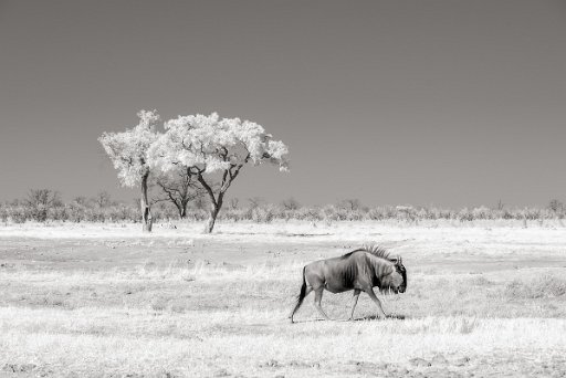 DSC_8545 Savuti - Botswana