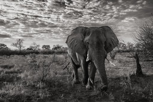 DSC_8600 Savuti - Botswana