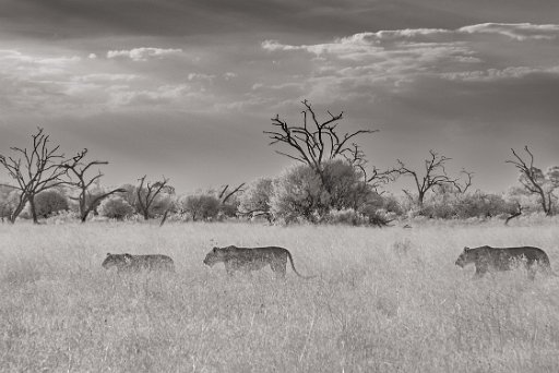 DSC_8654_1 Savuti - Botswana