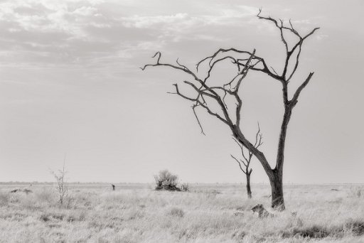 DSC_8670 Savuti - Botswana