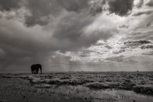 DSC_8853 Chobe - Botswana