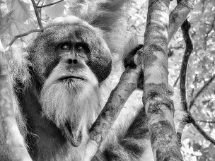 Orango utan