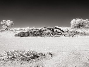 Testimoni silenziosi Gli alberi sono i protagonisti di questo progetto. Le foto sono scattate nel Kgalagadi, regione semidesertica del...