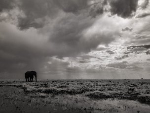Un'altra Africa Uno sguardo diverso, filtrato, dei paesaggi e degli animali africani. Il bianco-nero o i colori surreali costringono a...