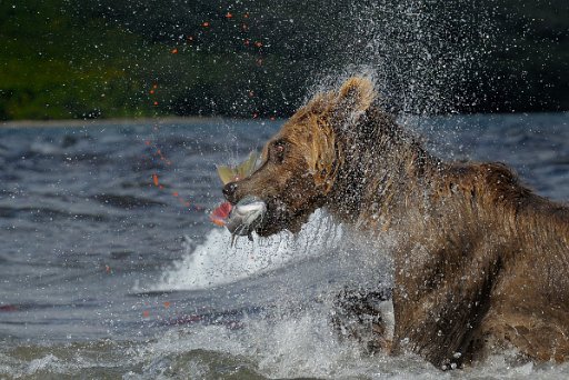 036aKAM1533_el1 Ursus Arctos Beringianus - Kamchatka - Russia