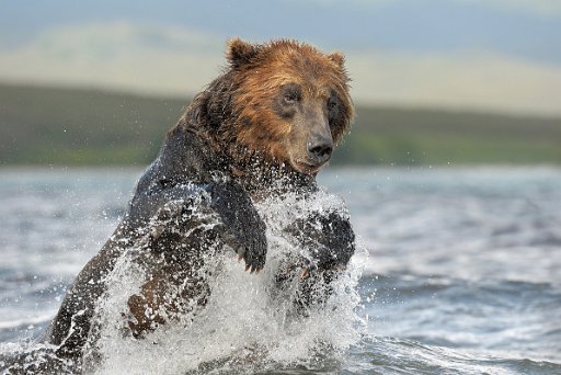 048a_KAM1287_el Ursus Arctos Beringianus - Kamchatka - Russia