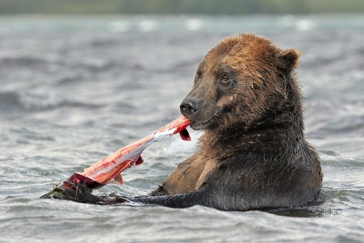 048b_KAM1411_el Ursus Arctos Beringianus - Kamchatka - Russia