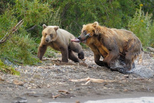 051d_KAM1118_el Ursus Arctos Beringianus - Kamchatka - Russia