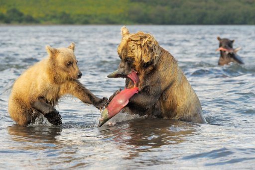 051f_KAM1216_el Ursus Arctos Beringianus - Kamchatka - Russia