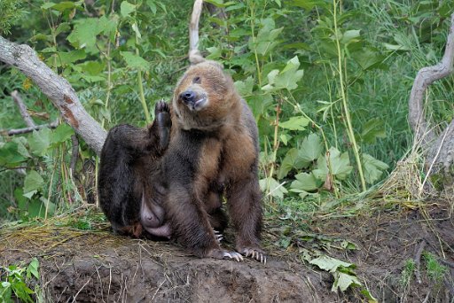062b_KAM1001_el Ursus Arctos Beringianus - Kamchatka - Russia