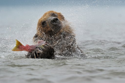 _KAM0308_el1 Ursus Arctos Beringianus - Kamchatka - Russia