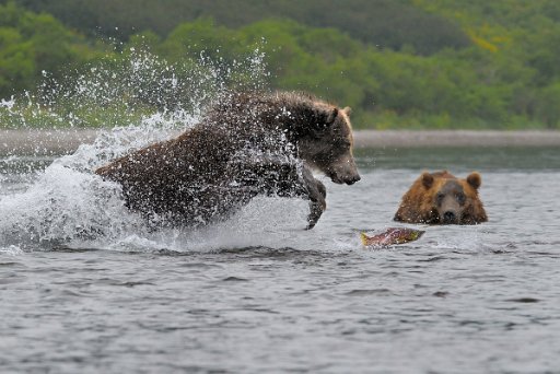 _KAM0471_el Ursus Arctos Beringianus - Kamchatka - Russia