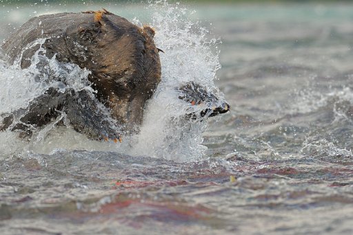 _KAM1363_el Ursus Arctos Beringianus - Kamchatka - Russia