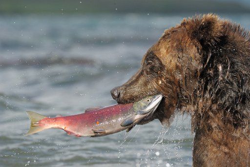 _KAM1457 Ursus Arctos Beringianus - Kamchatka - Russia