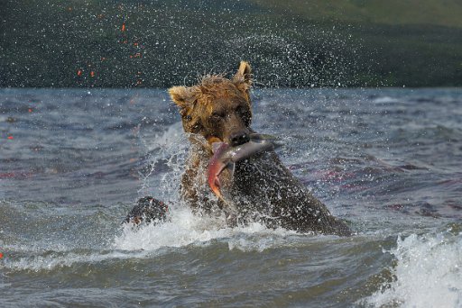_KAM1529_el1 Ursus Arctos Beringianus - Kamchatka - Russia
