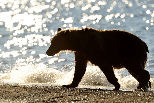 _KAM5303_el Ursus Arctos Beringianus - Kamchatka - Russia