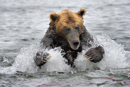 _KAM9742_el Ursus Arctos Beringianus - Kamchatka - Russia