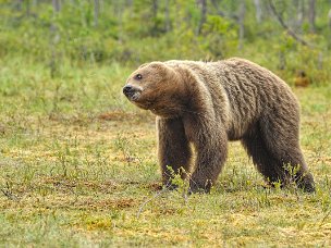 Ursus arctos Quante notti finlandesi passate ad aspettare l'orso!! Silenzioso, guardingo, appare spesso all'imbrunire, sempre in...