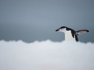 Antarctica l'antartide è un altro pianeta. quando lascio Ushuaia, provo un senso di estraneità dal mondo, la nave è un'astronave...