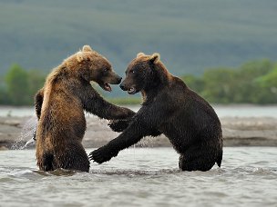 Orso Bruno L'orso è, nell'immaginario dell'uomo, un animale particolare: il più grande mammifero del Vecchio Continente, può...