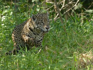 Pantanal La barca avanza lentamente nell'acqua torbida infestata da piranha, sotto un sole implacabile.Intorno uccelli di ogni...