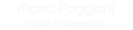 MP